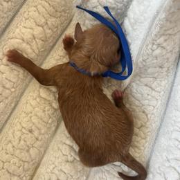AKC Blue Collar - Red  male Poodle puppy in Powder Springs, Georgia from West Cobb Dogs