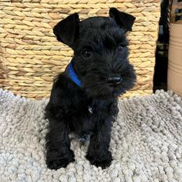 Nicolas - Black male Miniature Schnauzer puppy in Dawson, Georgia from Faith Farm Miniature Schnauzers