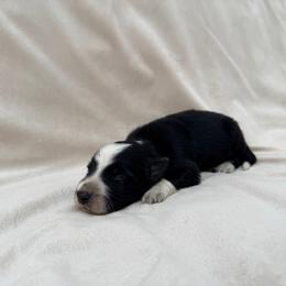 Black Male II - Black and white male Border Collie puppy in Okeechobee, Florida from Cowtown Corgis & Border Collies