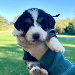 Lucy - Tri-color female Bernedoodle puppy in Lancaster, Missouri from Cavapoo Acres