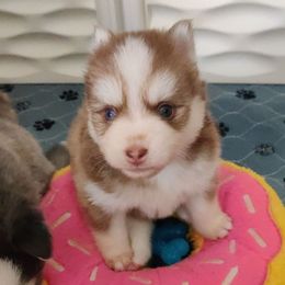 Sonny - Male Blue Eyes - Chocolate male Pomsky puppy in Hurleyville, New York from My Crazy Pomskys