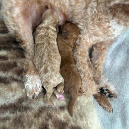 Girl 1 - Apricot female Poodle puppy in Meyersdale, Pennsylvania from Annie’s Toy Poodles