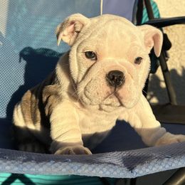 Bulldogs from Argos Bully Family