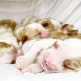Cavalier King Charles Spaniel and Cavapoo Puppies from Red Skye Cavaliers and Cavapoos