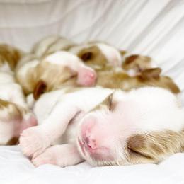 Cavalier King Charles Spaniel and Cavapoo Puppies from Red Skye Cavaliers and Cavapoos