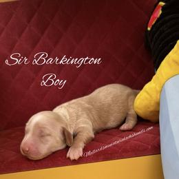 Sir Barkington - Cream male Dachshund puppy in Montevallo, Alabama from Mallard's Miniature Dachshunds