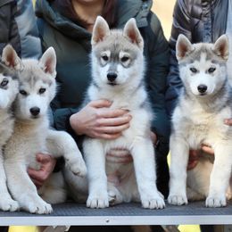 Siberian Huskies from Songbird Siberians
