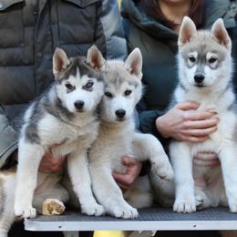 Siberian Huskies from Songbird Siberians