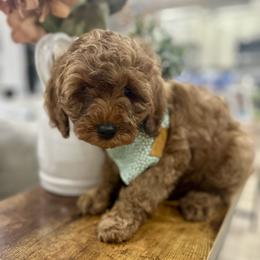 Cavapoo Puppies from Mustard Seed Cava Co.