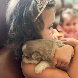 Murphy (used to be Ricky) - Lavender male Pomsky puppy in Rathdrum, Idaho from Smart Pomskies and Frenchies