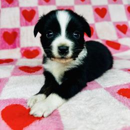 Ace - Black tri male Miniature Australian Shepherd puppy in Wauchula, Florida from Sun & Moon Aussies