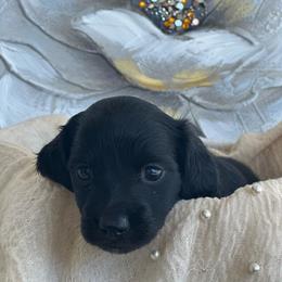Blackie - Black male Dachshund puppy in Saint Peter, Illinois from Ashton’s Doxies of Southern IL