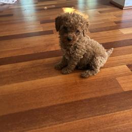 Vasko - Apricot male Goldendoodle puppy in Mint Hill, North Carolina from DoodleForever