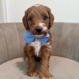 Red boy - Red  male Goldendoodle puppy in Las Vegas, Nevada from Bridges Goldendoodles