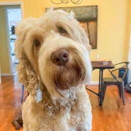 Australian Labradoodle puppies from Doodle Roots