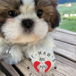 Thor - Liver and white male Shih Tzu puppy in Rolling Hills, California from MeMaw Shih Tzus