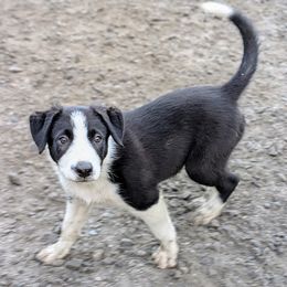 Boy 2 - male Border Collie puppy in Strafford, Vermont from Thundering Paws Farm Working Collies