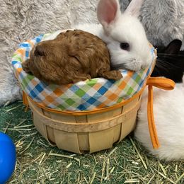 Goldendoodle Puppies from Golden Light Doodles
