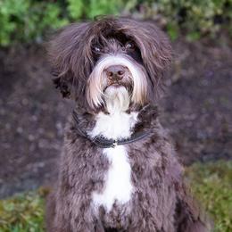 Porter - Australian Labradoodle