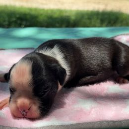 Lira - Brindle female Boxer puppy in Briggs, Texas from Dark Horse Boxers