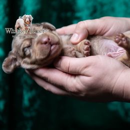 Dachshund puppies from Whiskey River Dachshunds
