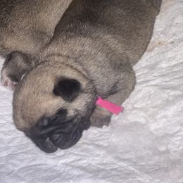 Pink female - Fawn female Pug puppy in Baylis, Illinois from Cameo's Pugs