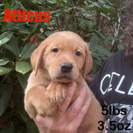 Atticus - Yellow male Labrador Retriever puppy in Tigard, Oregon from Morrison Labrador Retreivers