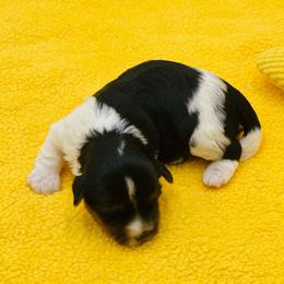 Kane - Black tan and white male Biewer Terrier puppy in Douglas, Georgia from Heartland small breeds