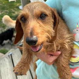 Dachshunds, Pembroke Welsh Corgis, and Shihpoos from 4 seasons