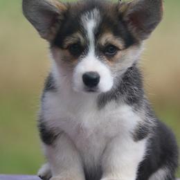 Porsche - Black and tan female Pembroke Welsh Corgi puppy in West, Texas from Rustic Spur Kennel
