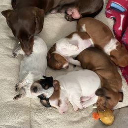 Dachshund Puppies from M5 Dachshunds