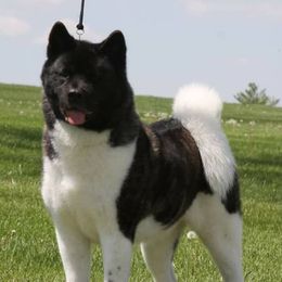 Annabelle - Akita