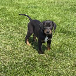Justice - Black male Catahoula Leopard Dog puppy in Forbes, Minnesota from North Country Catahoulas