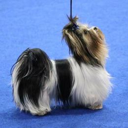 Biewer Terriers from Great Scotts Biewers