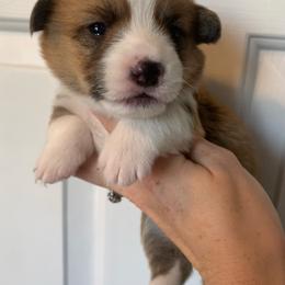 Earmuff - Red female Pembroke Welsh Corgi puppy in Cumming, Georgia from Carter’s Corgis LLC