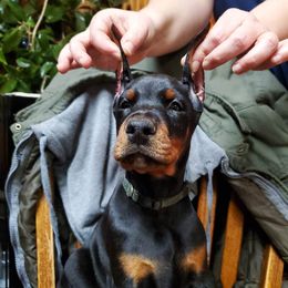 Doberman Pinscher Puppies from Makkr Ridge Dobermans