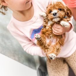 Santa - Red  male Goldendoodle puppy in Belton, South Carolina from Poodley Doodley Doo