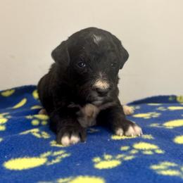 Sophie Boy 4 - Black and white male Bernedoodle puppy in Russiaville, Indiana from Pleasant Creek Minibernedoodles