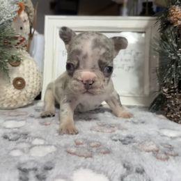 Violet - Liver female French Bulldog puppy in Warm Springs, Arkansas from Seven Hills Arkansas