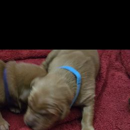 Golden Retriever Puppies from Mountain View Kennel