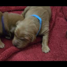 Golden Retriever Puppies from Mountain View Kennel