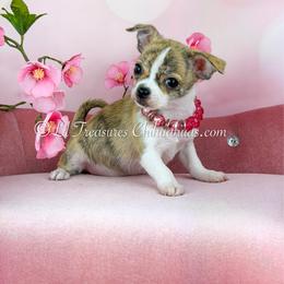 Hey Jude - Black sabled fawn female Chihuahua puppy in Anderson, South Carolina from Lil Treasures Chihuahuas