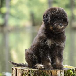 Magnolia - Brown female Lagotto Romagnolo puppy in Seymour, Missouri from Terra Incognita