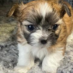 Mi-Ki Puppies from Rare Gem Mi-Ki’s LTD