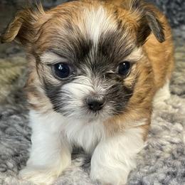 Mi-Ki Puppies from Rare Gem Mi-Ki’s LTD