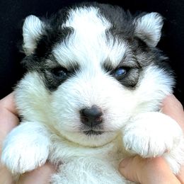 Priest - Black and white male Pomsky puppy in Homer, Alaska from Vulpini Arctic Spitz