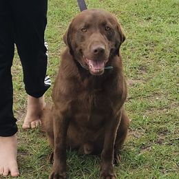 Sully - Labrador Retriever