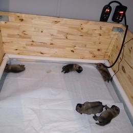 Pug Puppies from Rock Springs Pugs