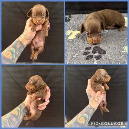 Boy 3 - Chocolate and tan male Dachshund puppy in Madison, Wisconsin from SK Dashing  Dachshunds