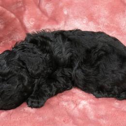 Poodle Puppies from Christina's Poodles
